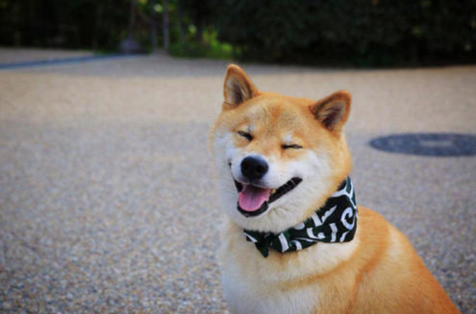 死亡交叉形成，烧伤率下降，柴犬面临45%的崩溃风险