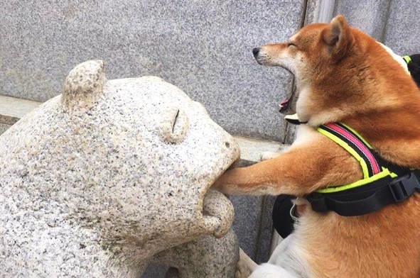 死亡交叉形成，烧伤率下降，柴犬面临45%的崩溃风险