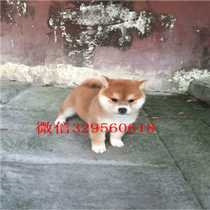 柴犬价格形成两种风险模式，红色警报