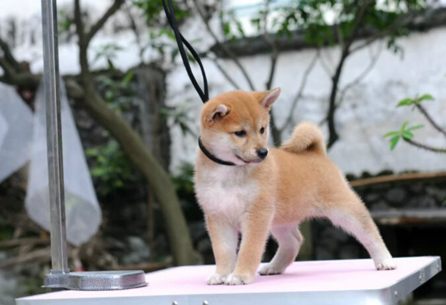 柴犬价格形成两种风险模式，红色警报