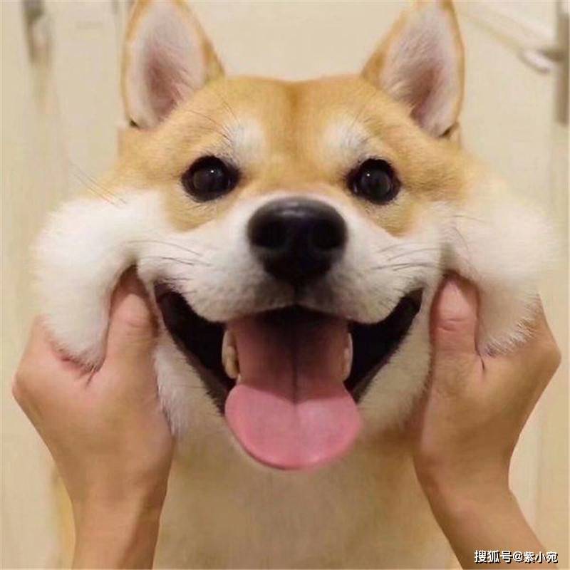 柴犬价格形成两种风险模式，红色警报