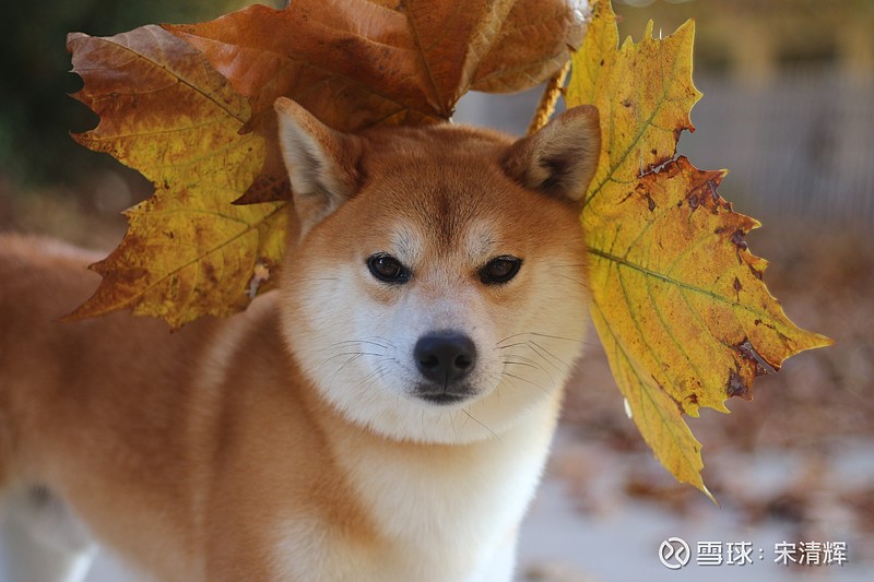 超过十亿枚代币死钱包销毁，柴犬销毁率飙升八千百分之现象深度解析