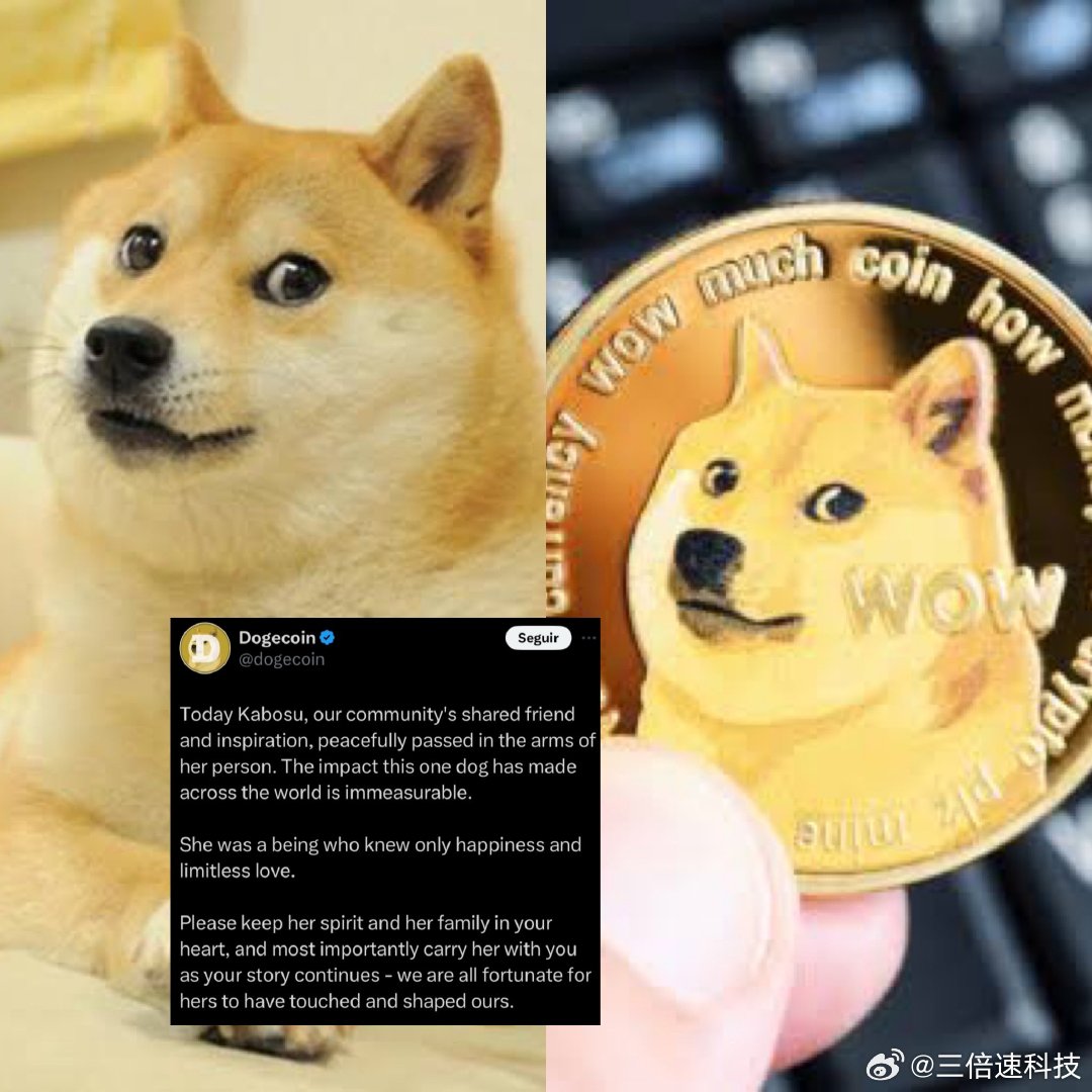 超过十亿枚代币被发送到死钱包，柴犬销毁率飙升逾八千百分之惊人现象解析