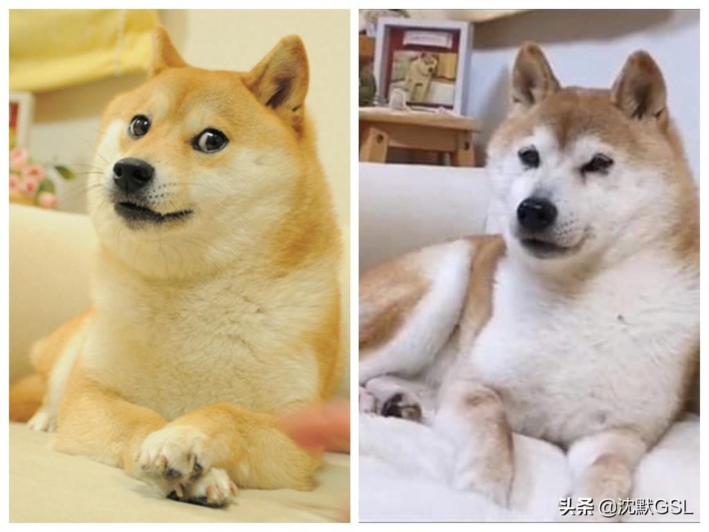 狗狗币下跌，但Meme币的流血现象更为严峻
