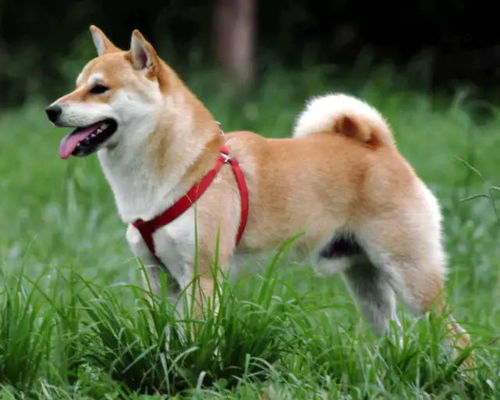 鲸鱼出售，燃烧速度放缓，柴犬价格暴跌