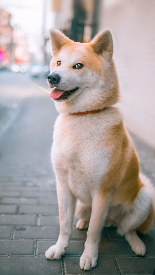 佩佩本周上涨超过250%，但仍落后于柴犬、狗狗币