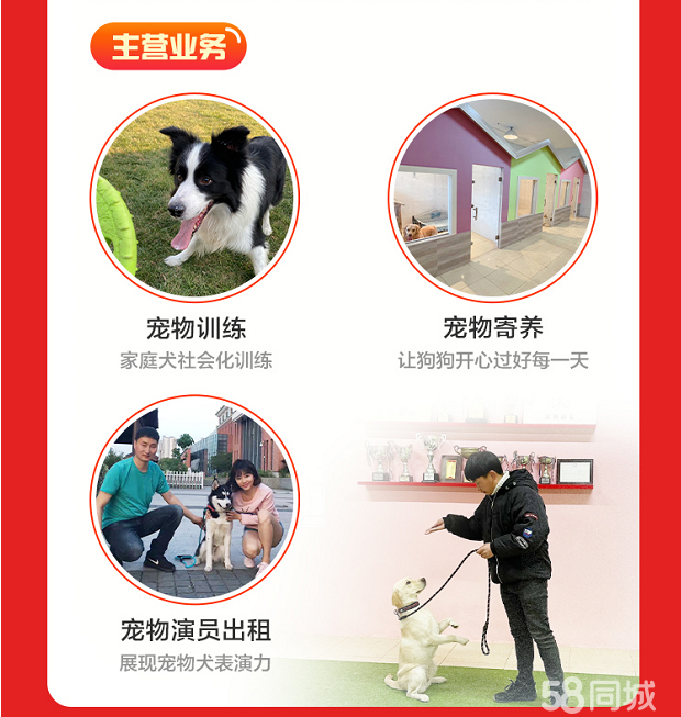宠物训练课程私信跟进成交率提升全攻略