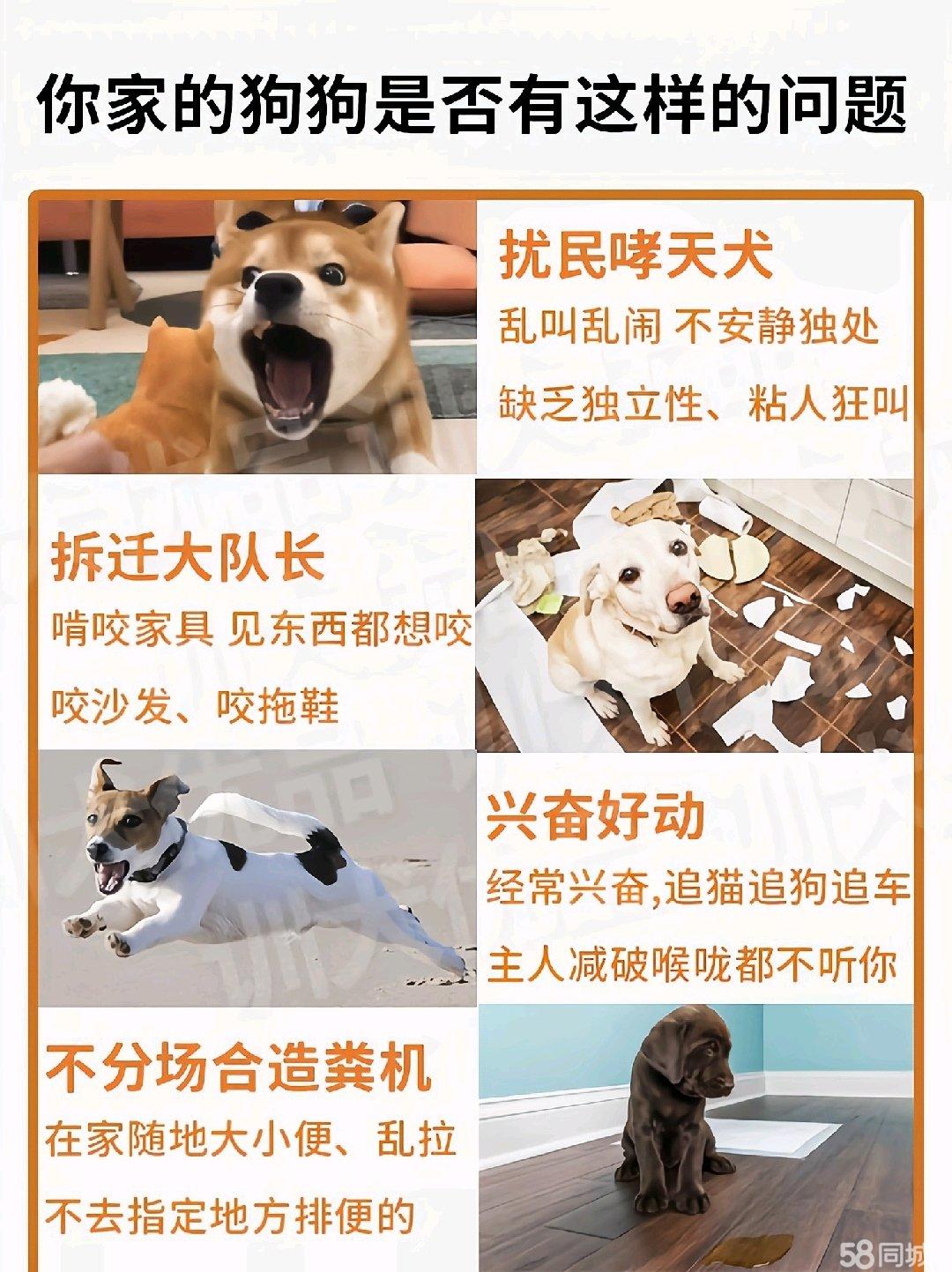宠物训练课程私信跟进成交率提升全攻略